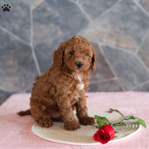 Walter, Miniature Poodle Puppy